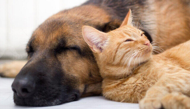 En kat og hund som sover sammen